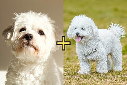 Conheça a raça Maltipoo, híbrido de Maltês e Poodle que vem derretendo corações.