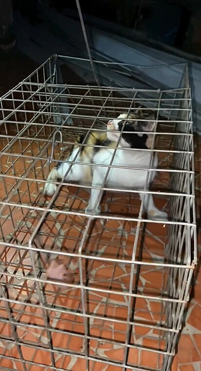 A equipe precisou de uma gatoeira para auxiliar no resgate.