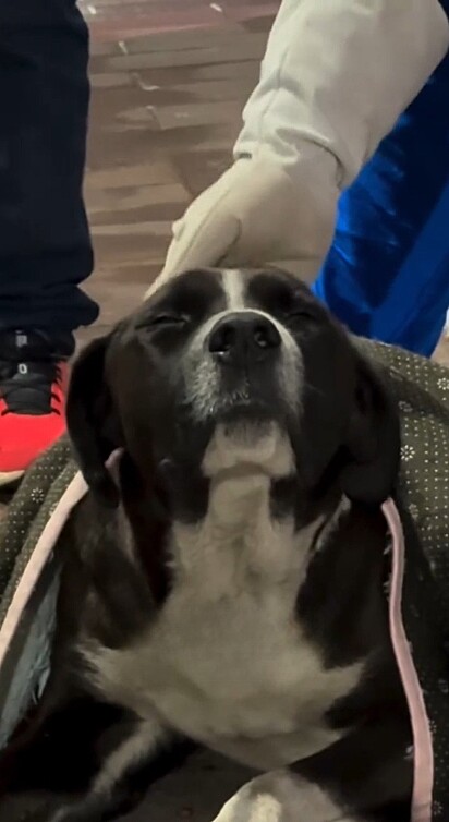 O cão só precisa de atenção e amor.