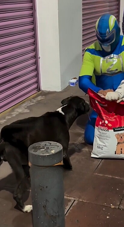 Ao perceber que o cão estava vivo, o homem o ajudou.