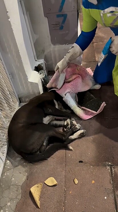 Em uma noite fria, o homem achou que o cão havia morrido de frio.
