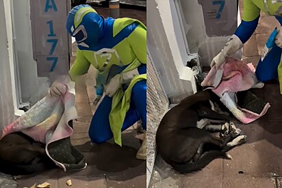 Super-herói dos animais: homem sai nas noites frias vestido de herói para resgatar animais de rua e história viraliza.