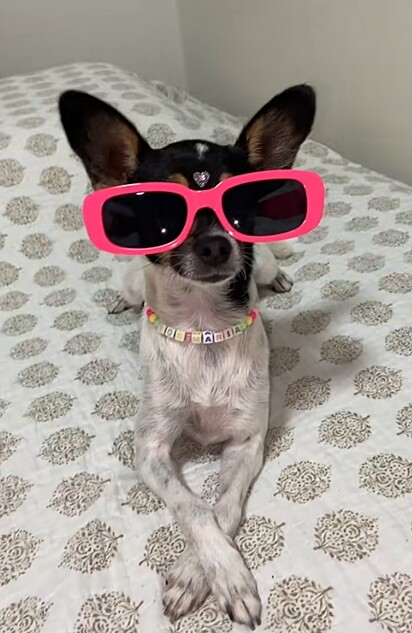 Zoe, uma cadelinha sem raça definida, mas com muita personalidade e classe.
