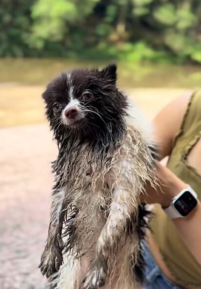 Beta, uma lulu da Pomerânia.