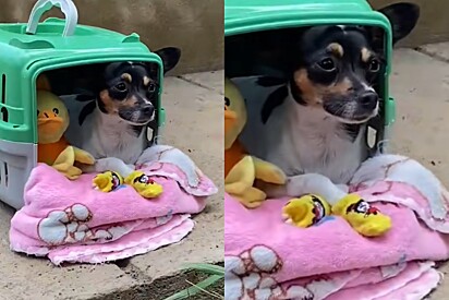 Cachorrinha visita roça com a família mas se recusa a sair de sua caixinha: Eu gosto é de porcelanato.