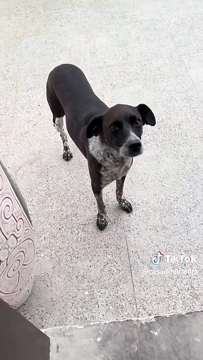 Sempre tem espaço pra mais um na casa do vira-lata.
