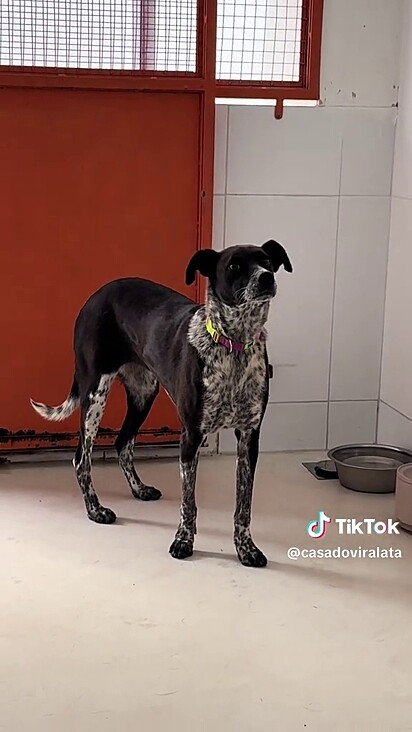 A cadela logo se tornou a nova moradora do abrigo.