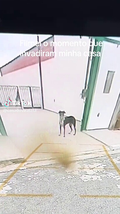 O pet simplesmente entrou na residência.