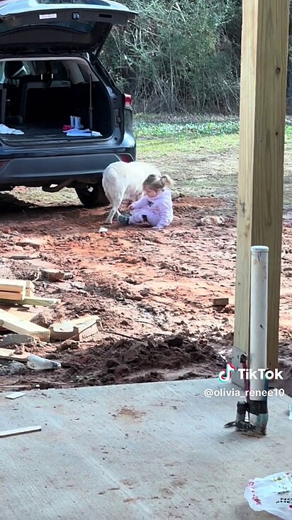 O labrador está um pouco acima do peso. 
