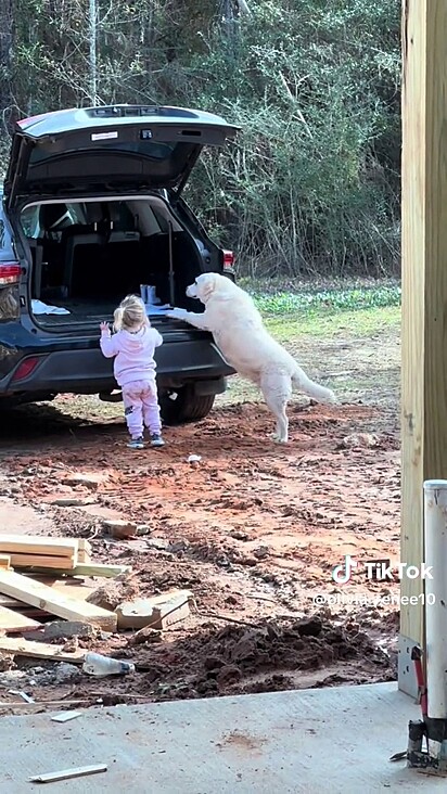 O cão confiou no plano da menina.