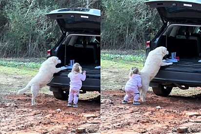 O plano só poderá funcionar quando o cão emagrecer um pouco e a menina crescer.