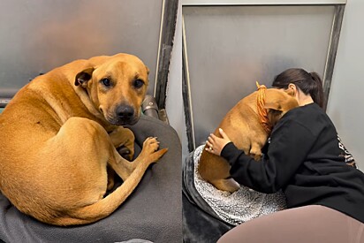“Você merecia muito mais”: Cãozinho doce é sacrificado em abrigo nos EUA e comove os internautas.