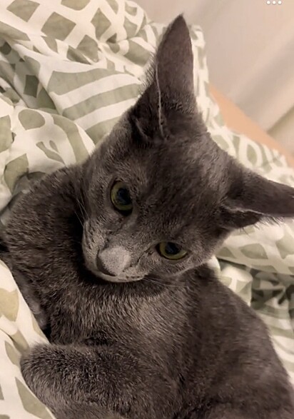 Luna e uma gatinha muito espaçosa.