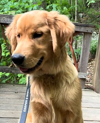 Quincy é um golden retriever de seis meses de idade que já sofreu muito na vida.