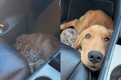 Cão Golden que vivia amarrado em uma árvore, finalmente conhece a liberdade e tem a reação mais feliz.