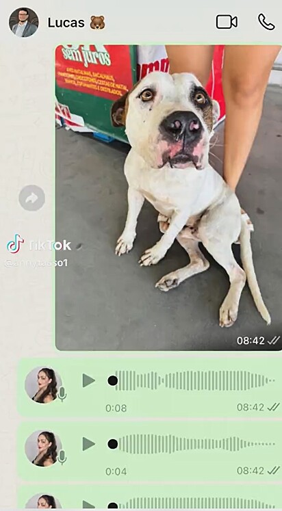 Anny Tasso encontrou um cão ferido e abandonado na frente de um mercado.