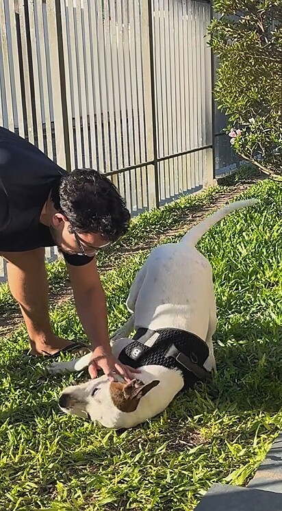 Agora, o cão faz parte da família.