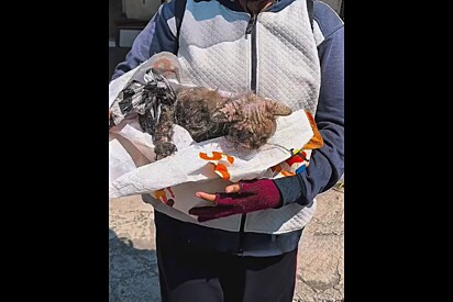 Gato magro encontrado com o pelo coberto de cola mostra seu rosto lindo após receber amor.