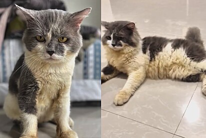 Como o gato encontrado com cola no pelo ficou depois do tratamento.