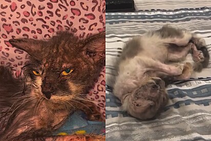 Aos poucos, o gato começou a melhorar.