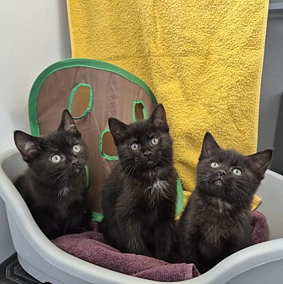 Nessa época do ano ocorre o maior número de resgates de gatinhos nos abrigos do hemisfério norte.