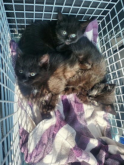 O homem levou os gatinhos para casa e entrou em contato com a RSPCA.