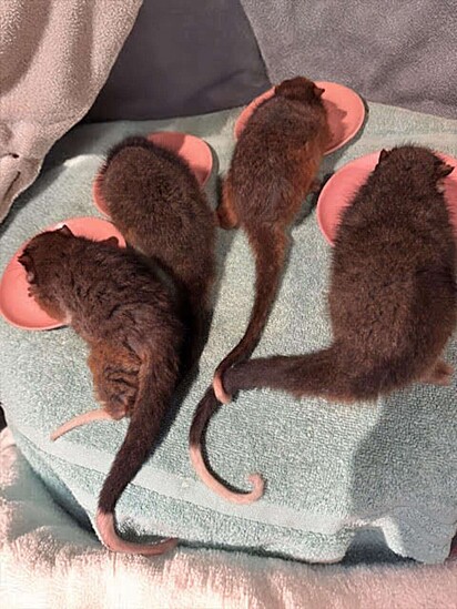 A protetora está cuidando de um grupo de marsupiais. 
