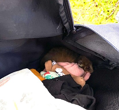Ele queria se aquecer na bolsa.