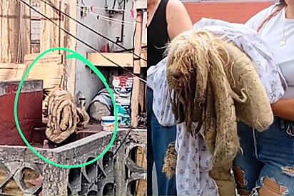 Cachorro que vivia em telhado por anos com o pelo todo emaranhado finalmente recebe ajuda e fica irreconhecível.