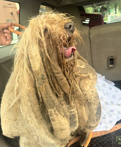 O cachorrinho foi resgatado em péssimas condições. Seu pelo estava todo sujo.