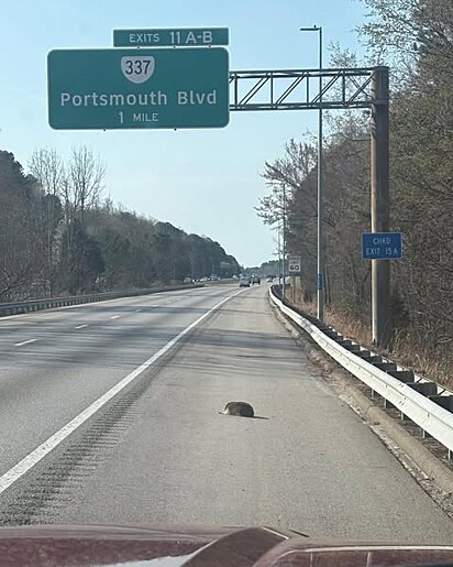 O guxinim foi encontrado ferido à beira da estrada.