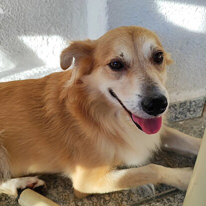 O pai de Maya, um vira-lata caramelo.