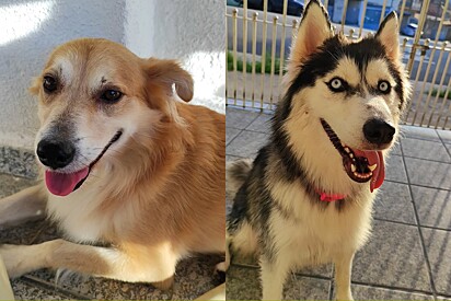 Vira-lata caramelo cruza com husky siberiano e beleza do filhote chama atenção na internet.