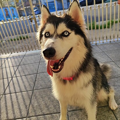 A mãe de Maya, uma husky siberiano.