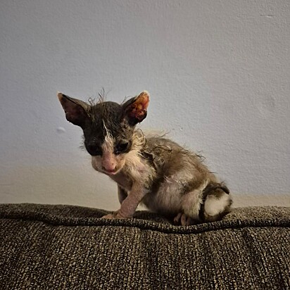 Segundo o abrigo, ele é um gatinho doce e brincalhão.