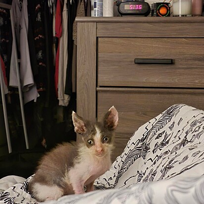 Alguém, em algum lugar, vai olhar para esse jeitinho de gremlin e pensar: é ele”.
