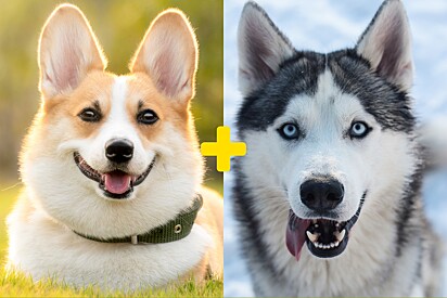 Conheça Luna, uma cachorrinha mistura de corgi com husky siberiano com características marcantes.