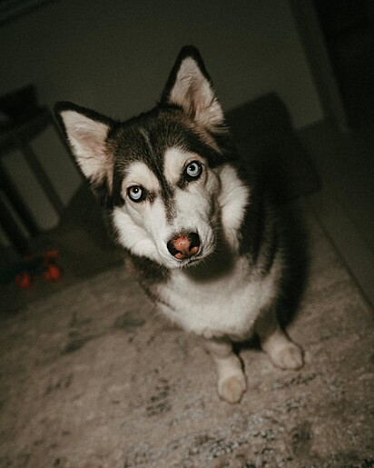 Luna tem o rosto de um husky siberiano.