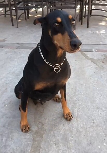 A mãe de Ginger é uma dobermann.