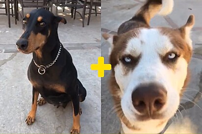 Conheça Dobski, um cachorro mistura de doberman com husky siberiano.