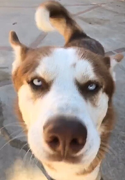 O pai de Ginger é um husky siberiano.