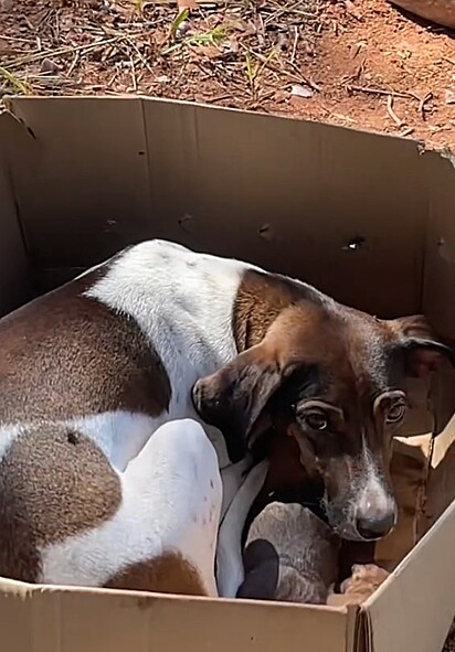 A família canina foi abandona em um terreno baldio.