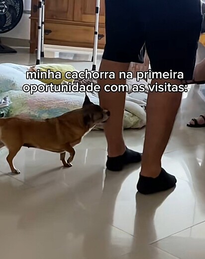 Valentina, a cachorrinha, adora morder as canelas alheias.