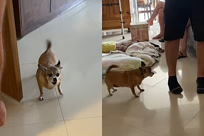 Conheça Valentina, a cachorrinha caramelo que morde as canelas das visita porque as odeia.