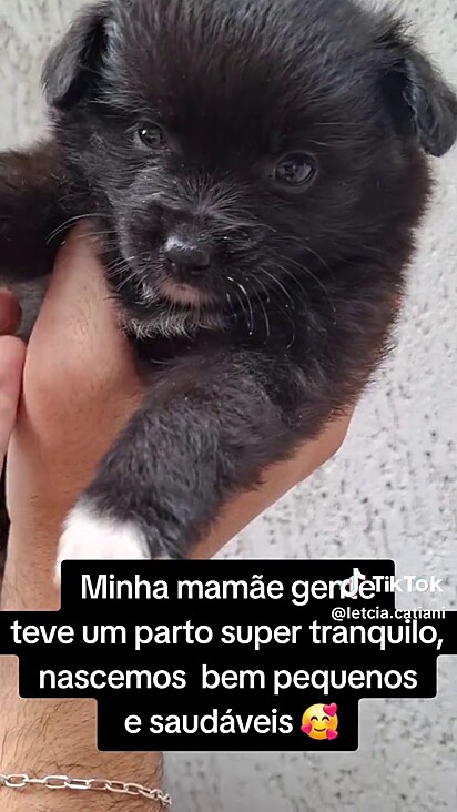 Alguns filhotes nasceram mais peludos do que outros.
