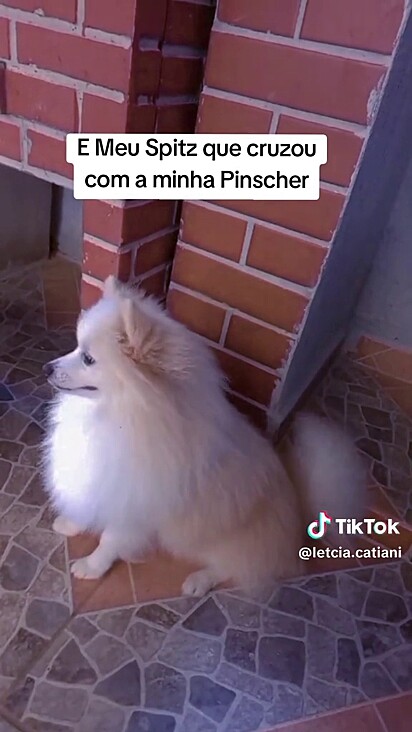 O spitz era o novo membro da família quando o fato aconteceu.