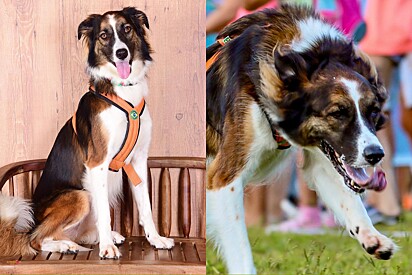 De filhote abandonada a supercampeã — conheça Tuca, cachorra Borderlata campeã nacional de Agility e Canicross.