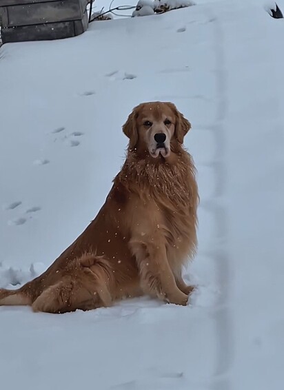 Tucker, o golden retriever, passou meses triste ao lado da piscina.