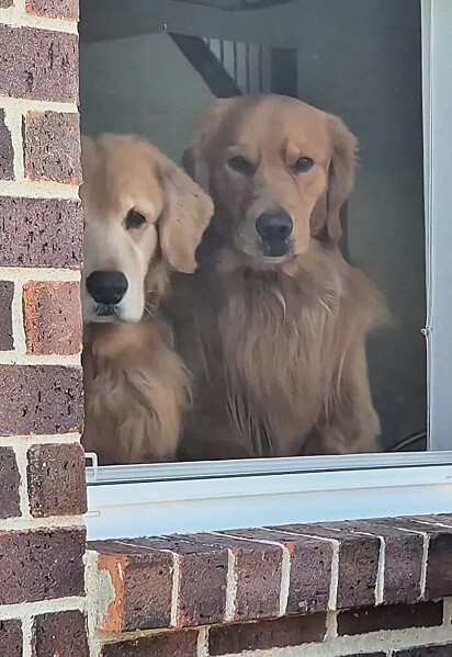 Tucker e Todd esperando a piscina abrir.