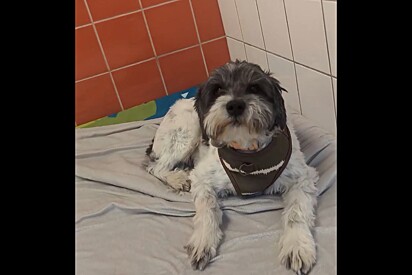 Após deixar abrigo de animais, cachorro é devolvido 10 minutos depois e cuidadores ficam de coração partido.